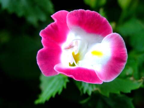 Image de Torenia