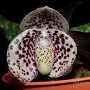 Image of Egg-in-a-nest orchid