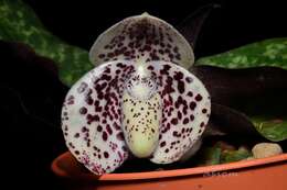 صورة Paphiopedilum bellatulum (Rchb. fil.) Stein