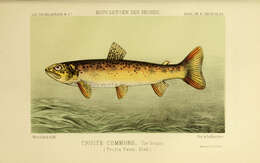 Image of Salmo trutta