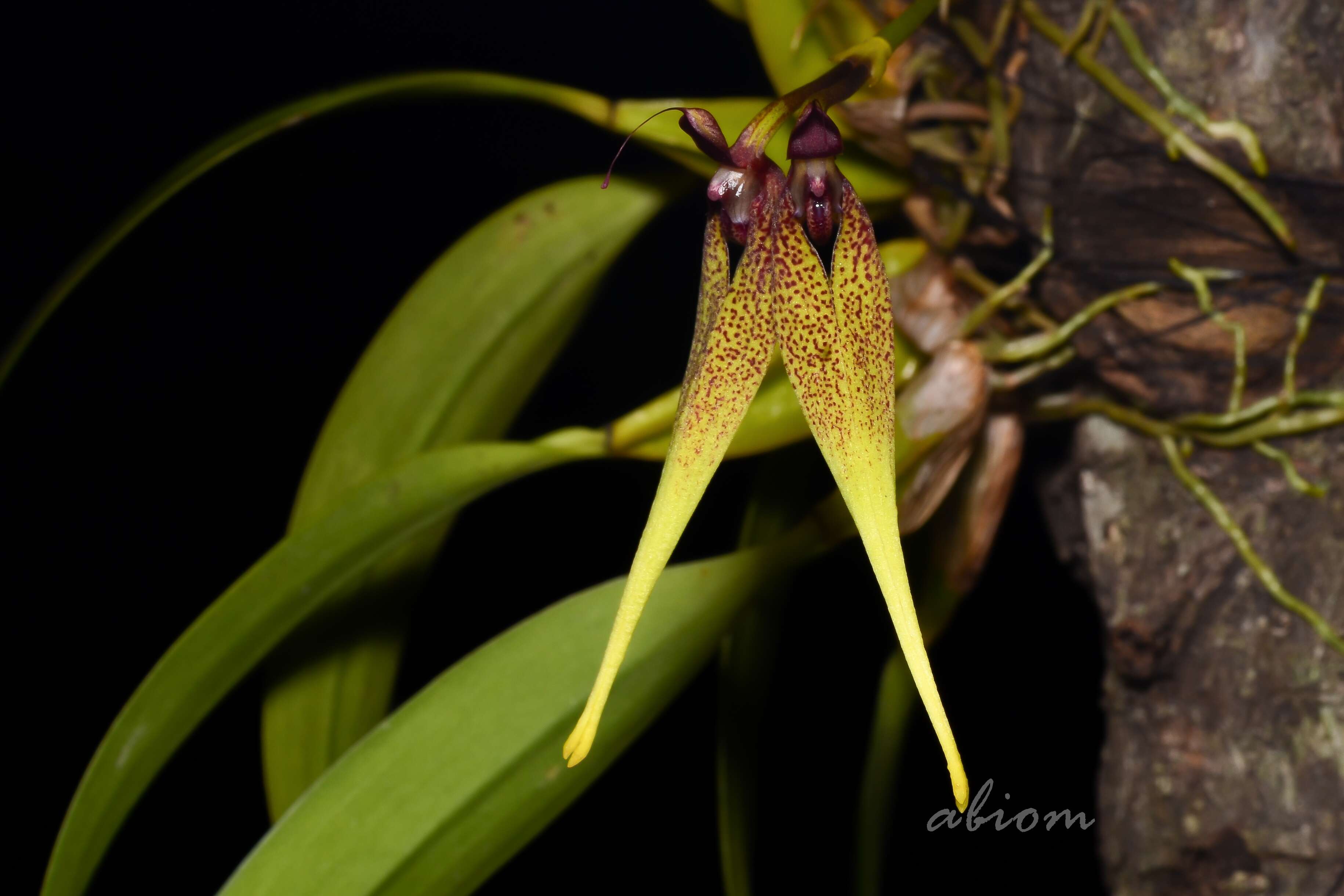 Image of Two-flowered Bulbophyllum