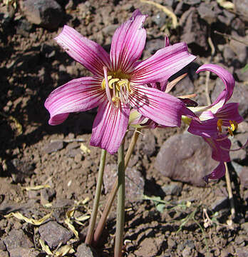 Слика од Rhodophiala rhodolirion (Baker) Traub