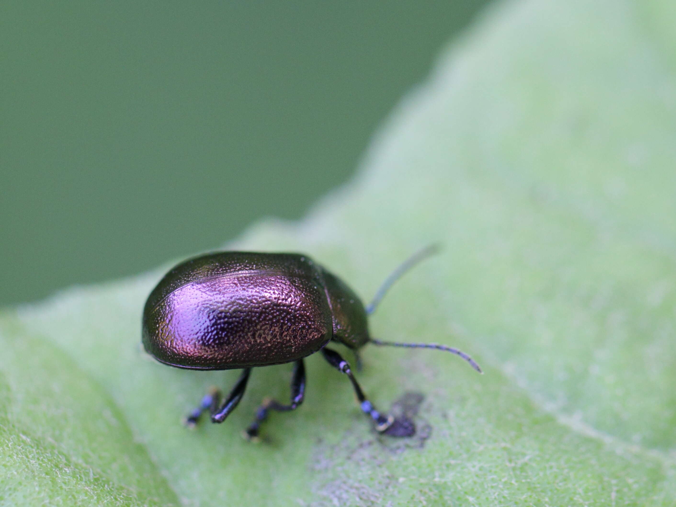 Imagem de Chrysolina (Spheromela) varians (Schaller 1783)