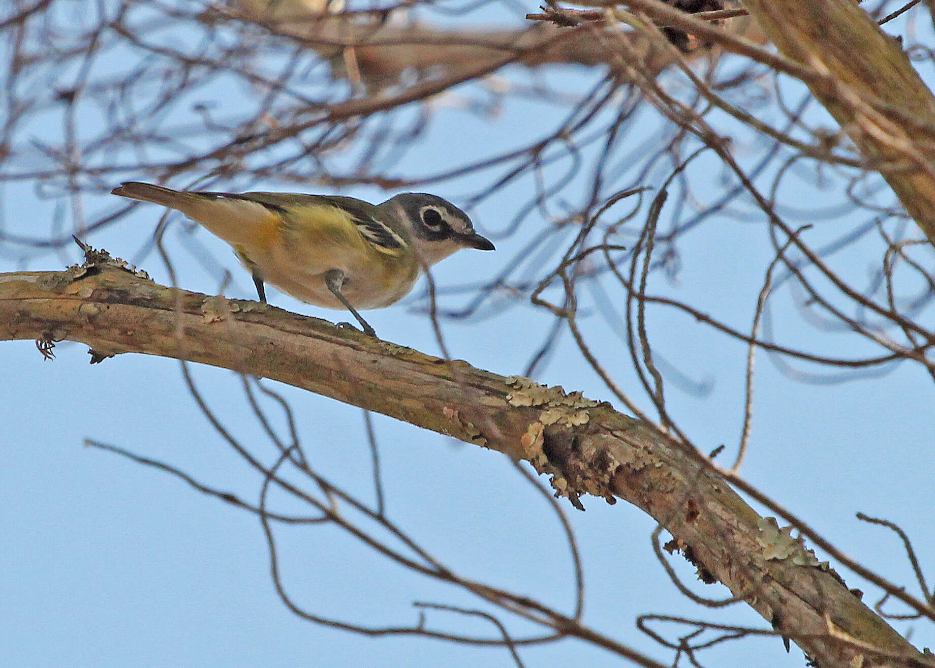 Image of Vireo Vieillot 1808