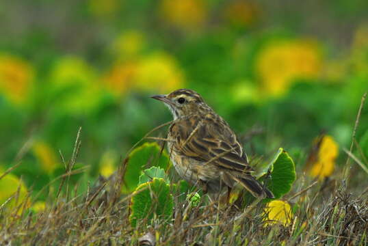 Image of Australasian Pipit