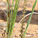 Image of Lomandra micrantha subsp. micrantha