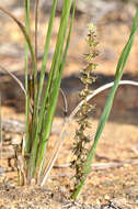 Image of Lomandra micrantha (Endl.) Ewart