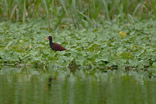 Image of Wattled Jacana