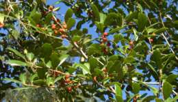 Image of American holly