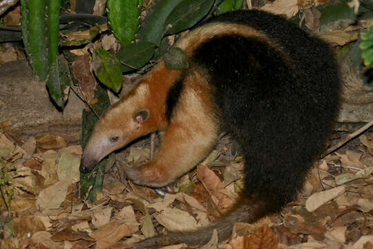 Plancia ëd Tamandua tetradactyla (Linnaeus 1758)