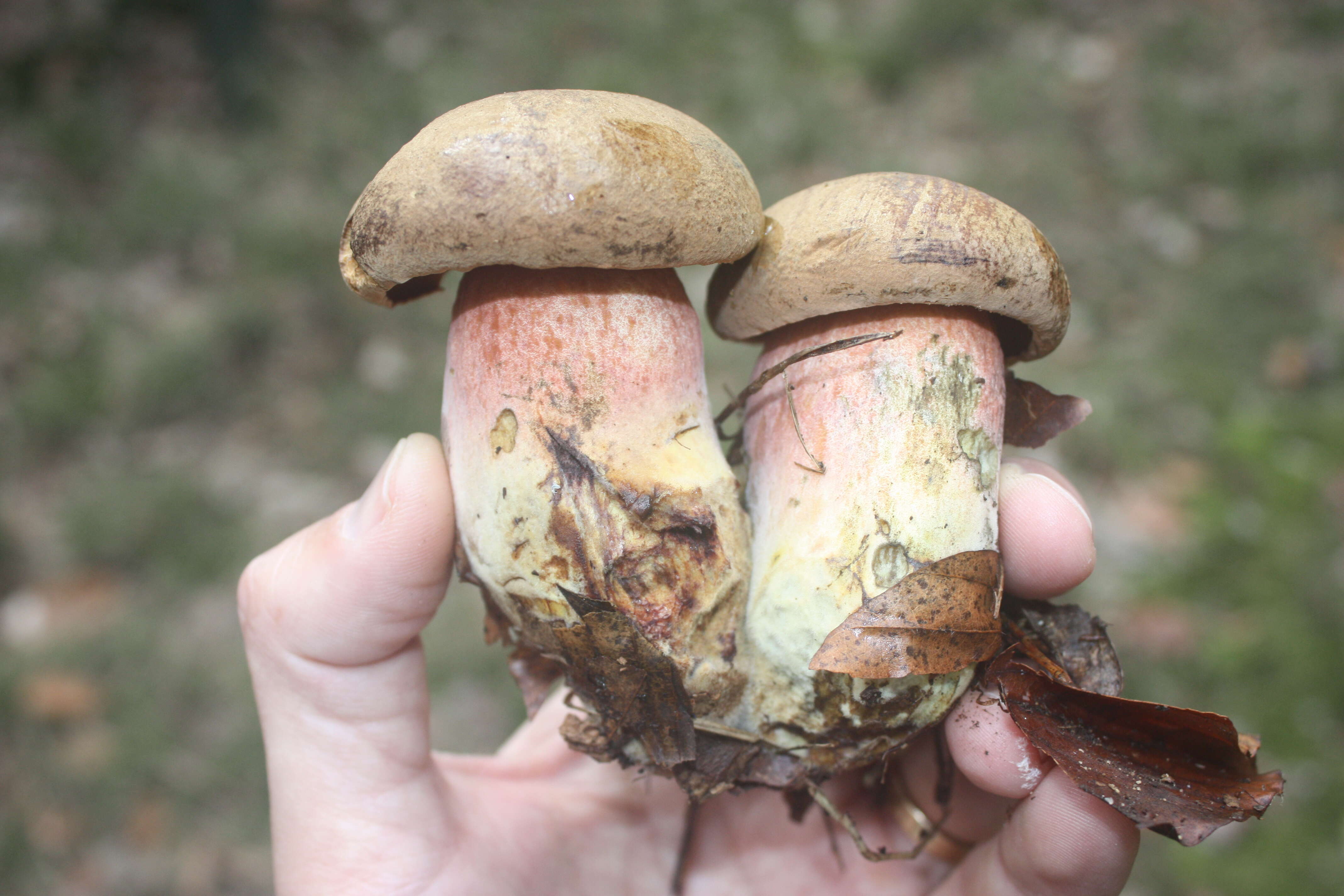 Image of Neoboletus