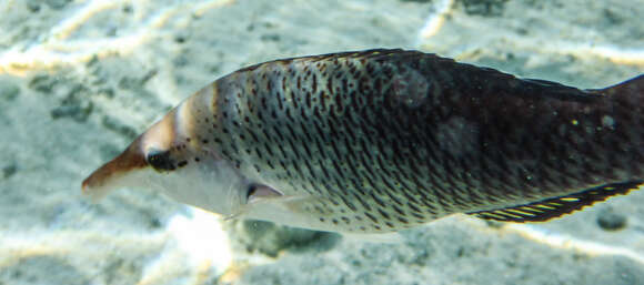 Image of Bird wrasse