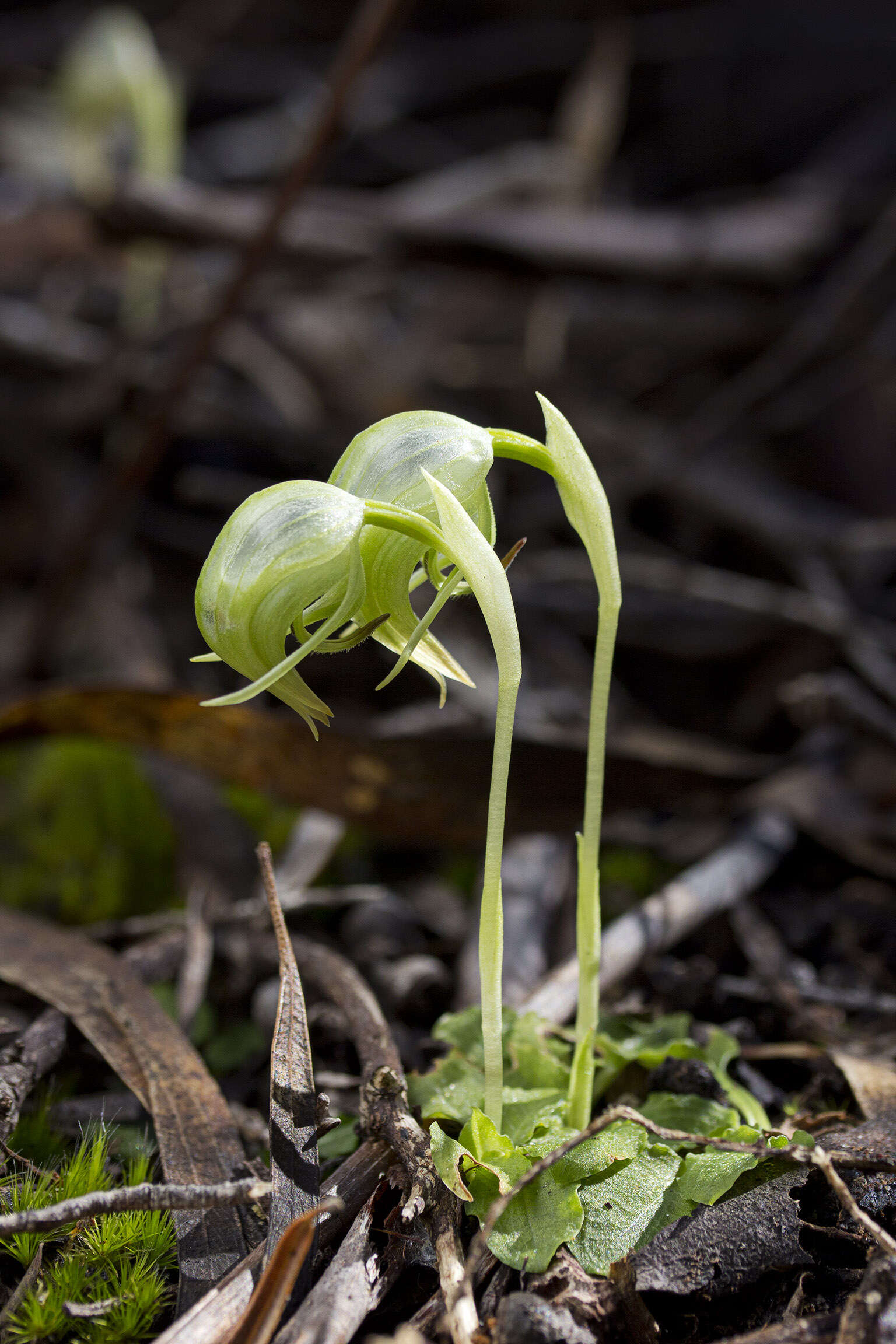 Image of Nodding greenhood