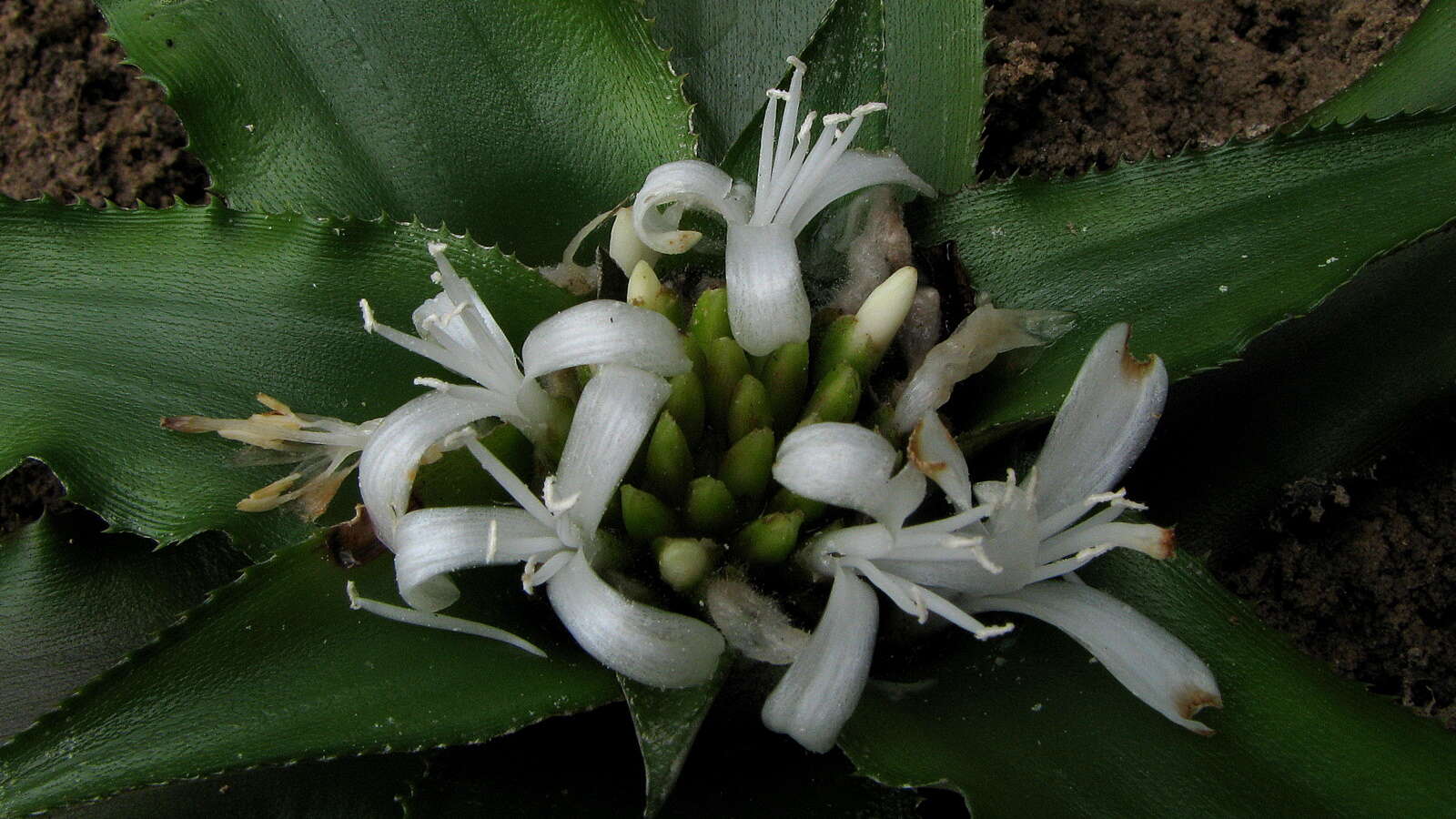 Image of Cryptanthus