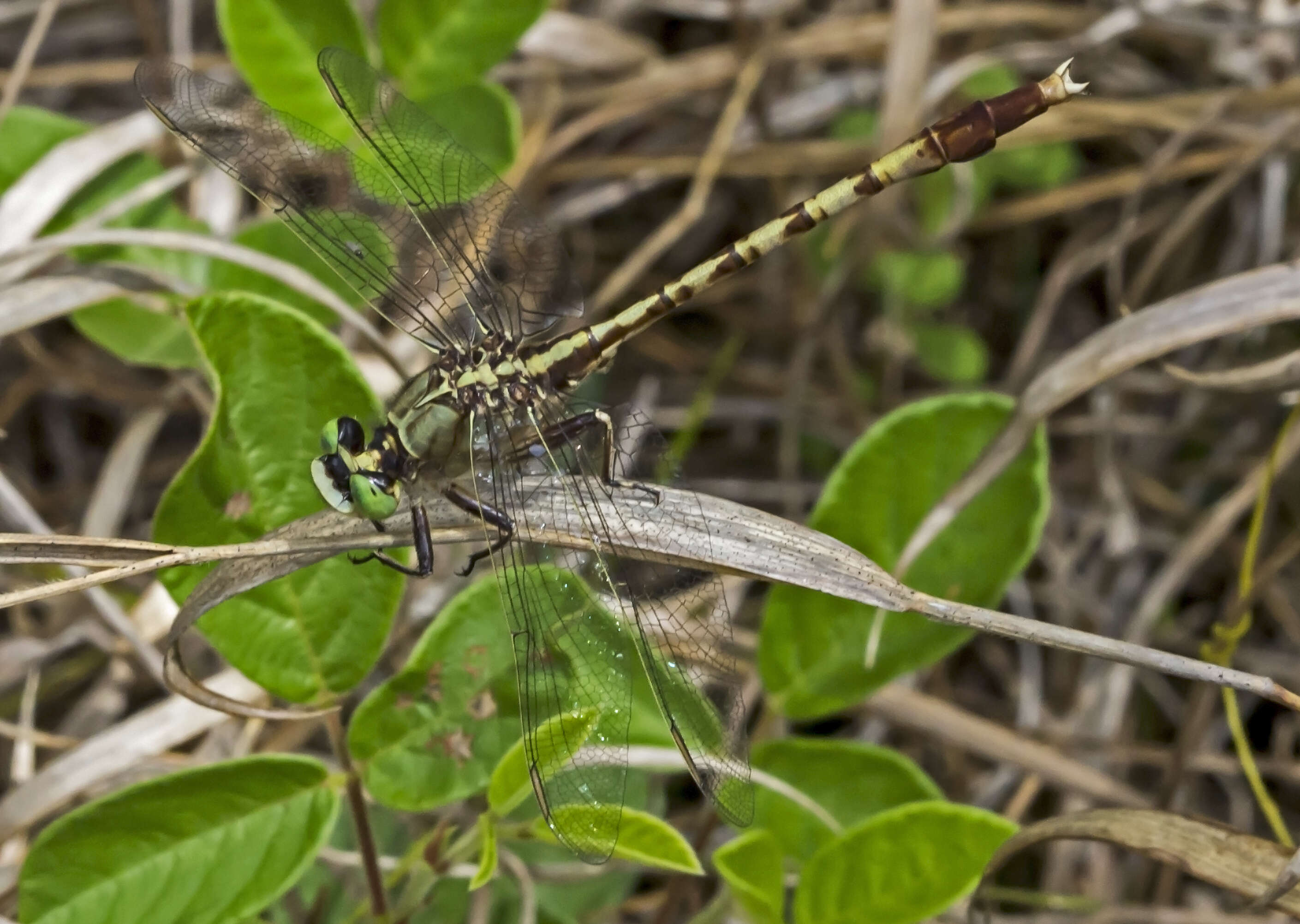 Imagem de Arigomphus pallidus (Rambur 1842)