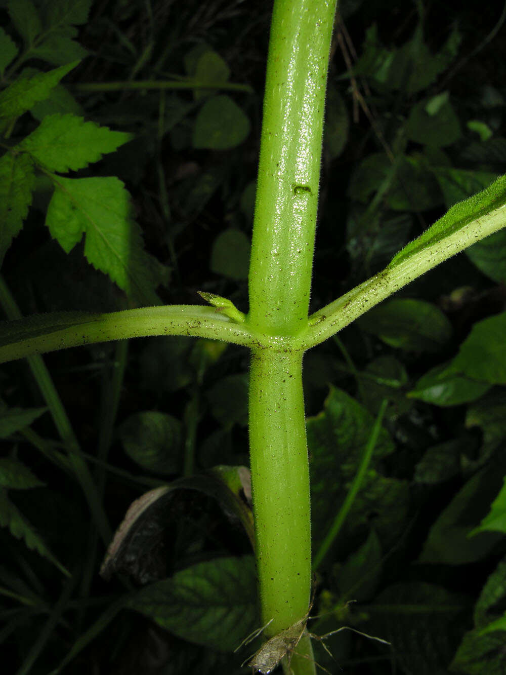 Image of chrysothemis