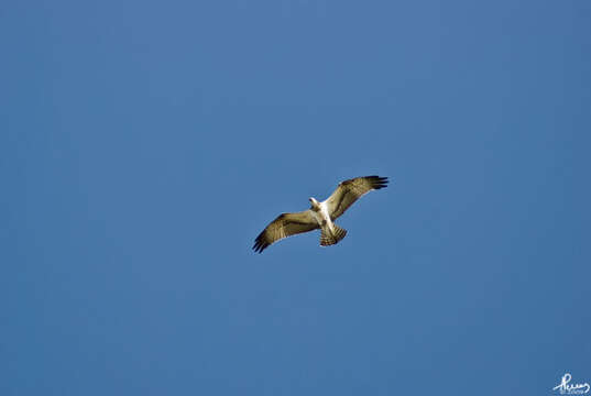 Image of ospreys