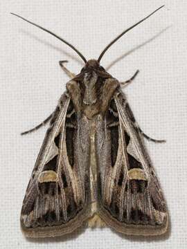 Image of Dingy Cutworm Moth