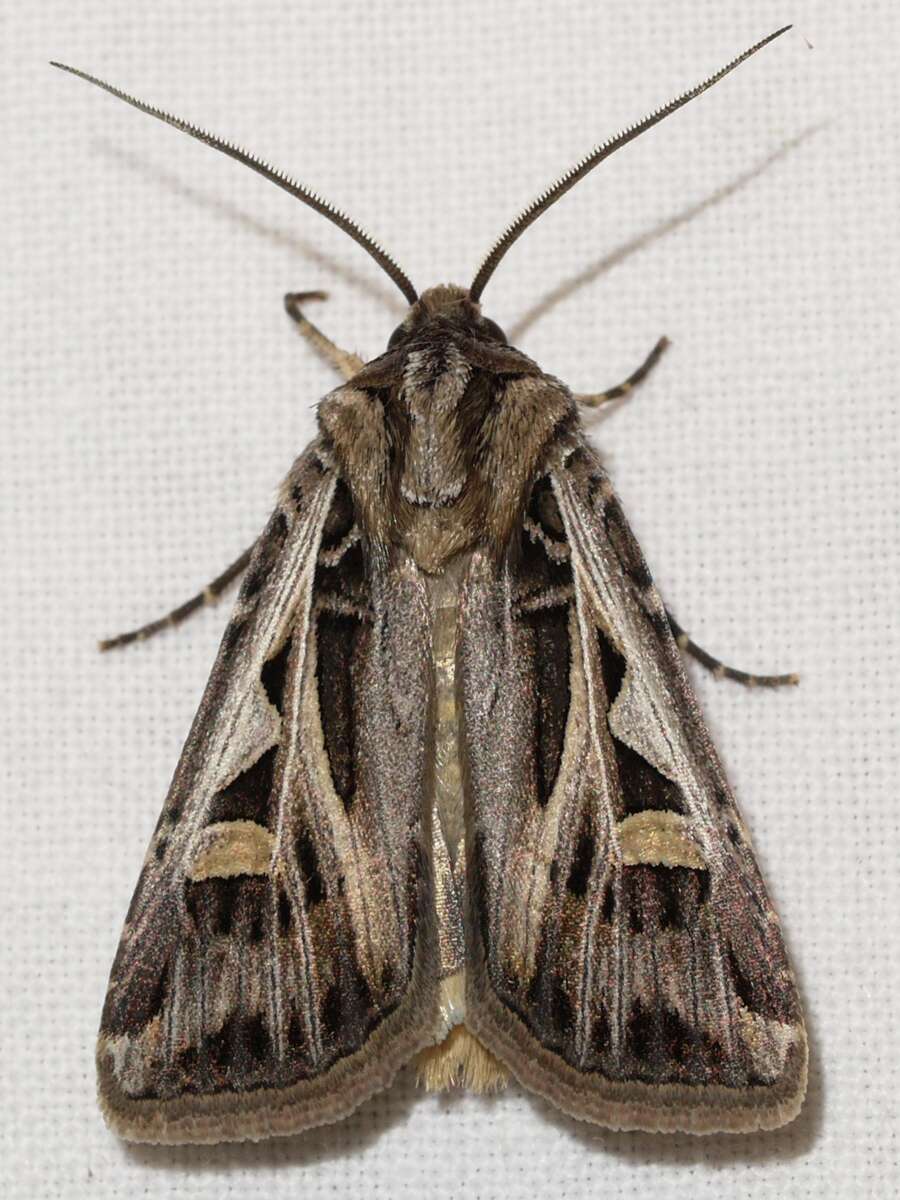 Image of Dingy Cutworm Moth