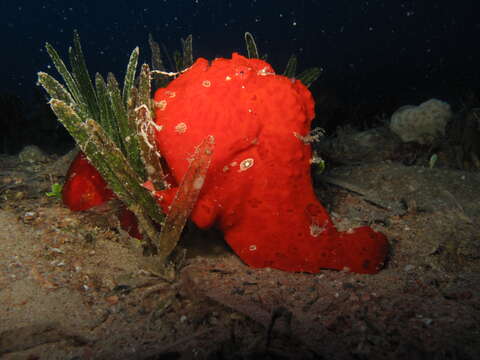 Image of Painted frogfish