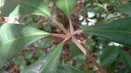 Image of Conchocarpus