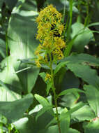 Image of goldenrod