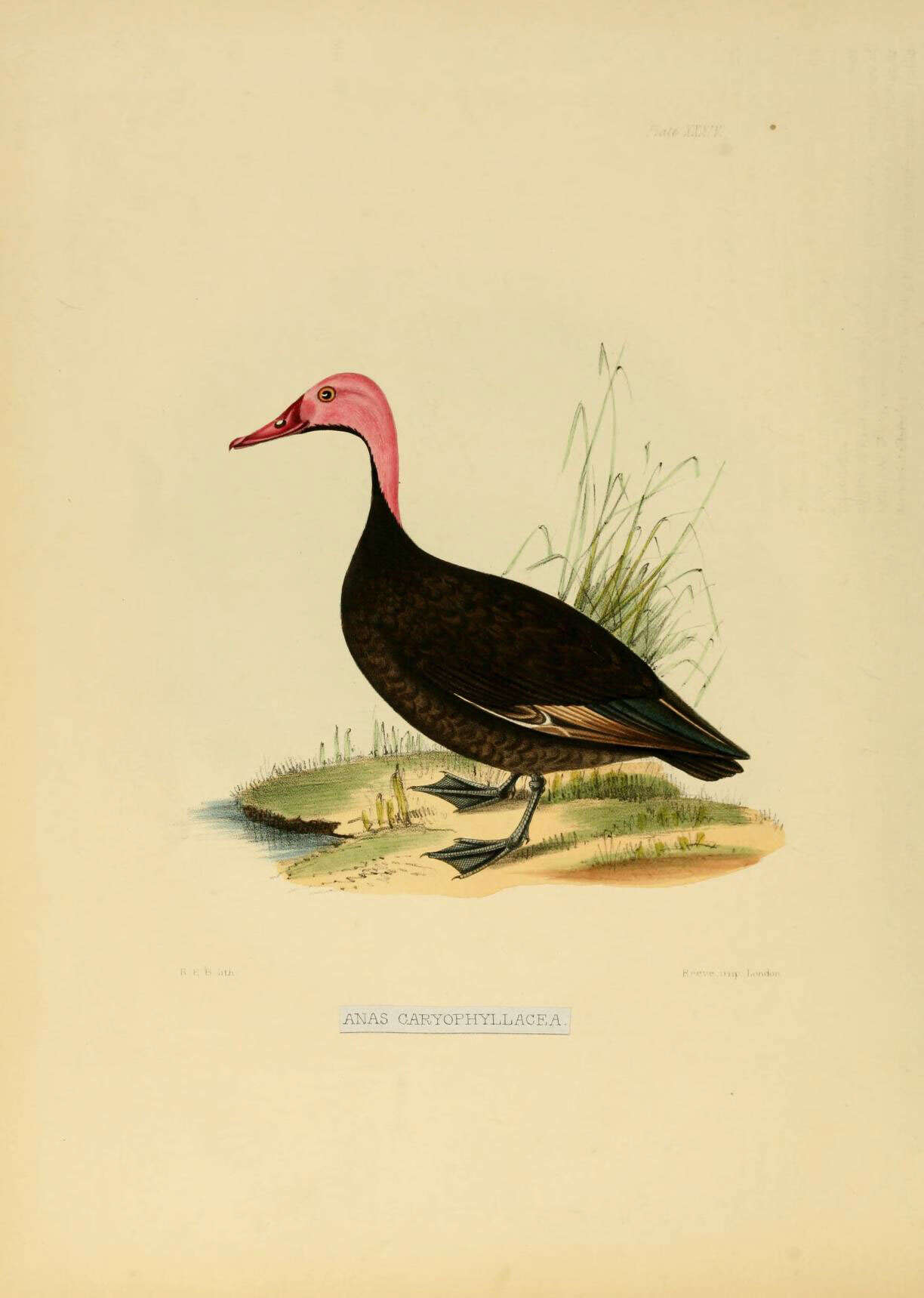 Image of Rhodonessa Reichenbach 1853