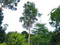 Image de Dipterocarpus