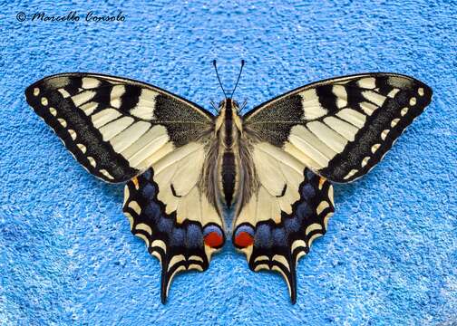 Image of Old World Swallowtail