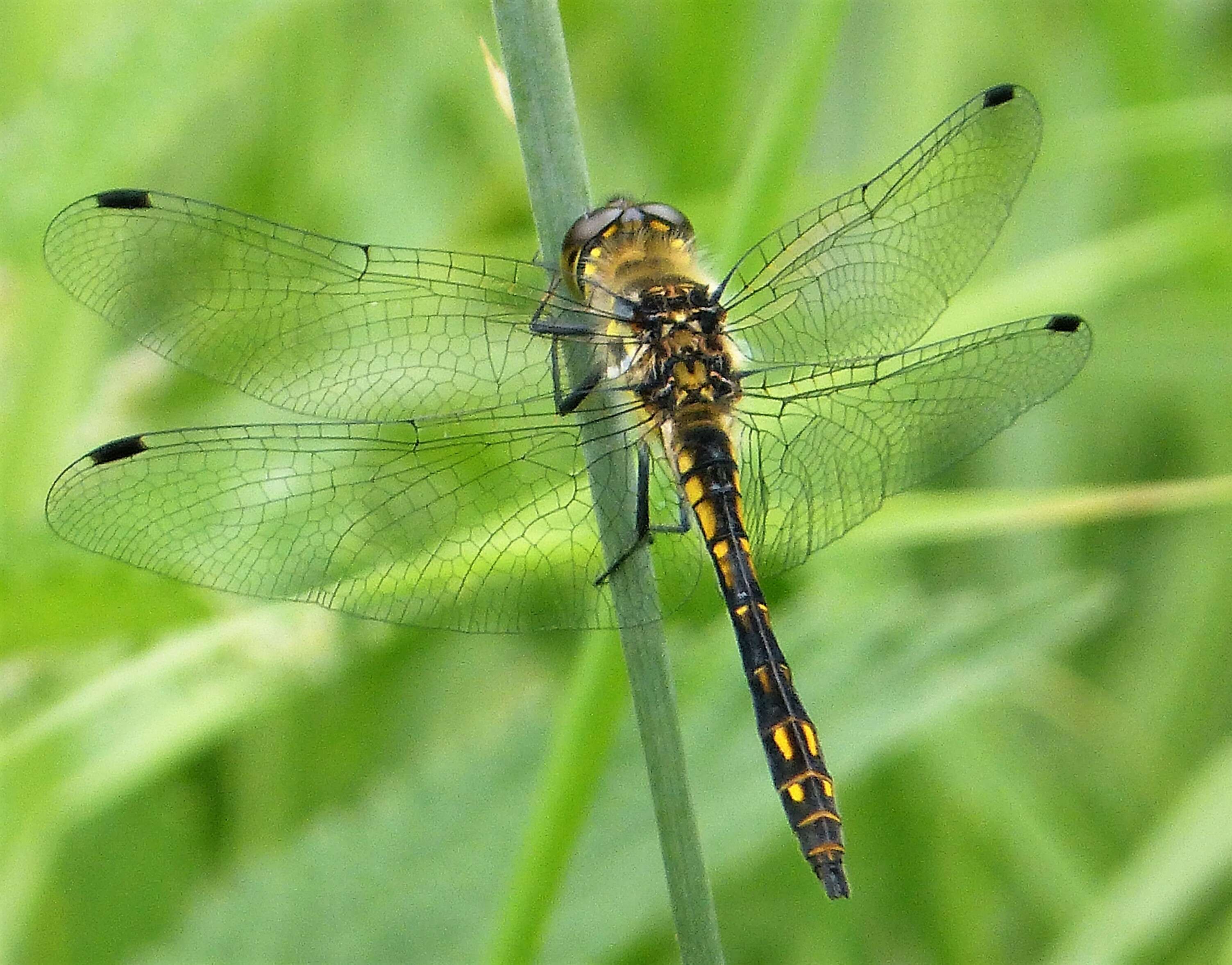 Image of Sympetrum Newman 1833