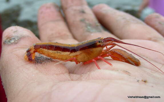 Image of Dirty sand goby shrimp