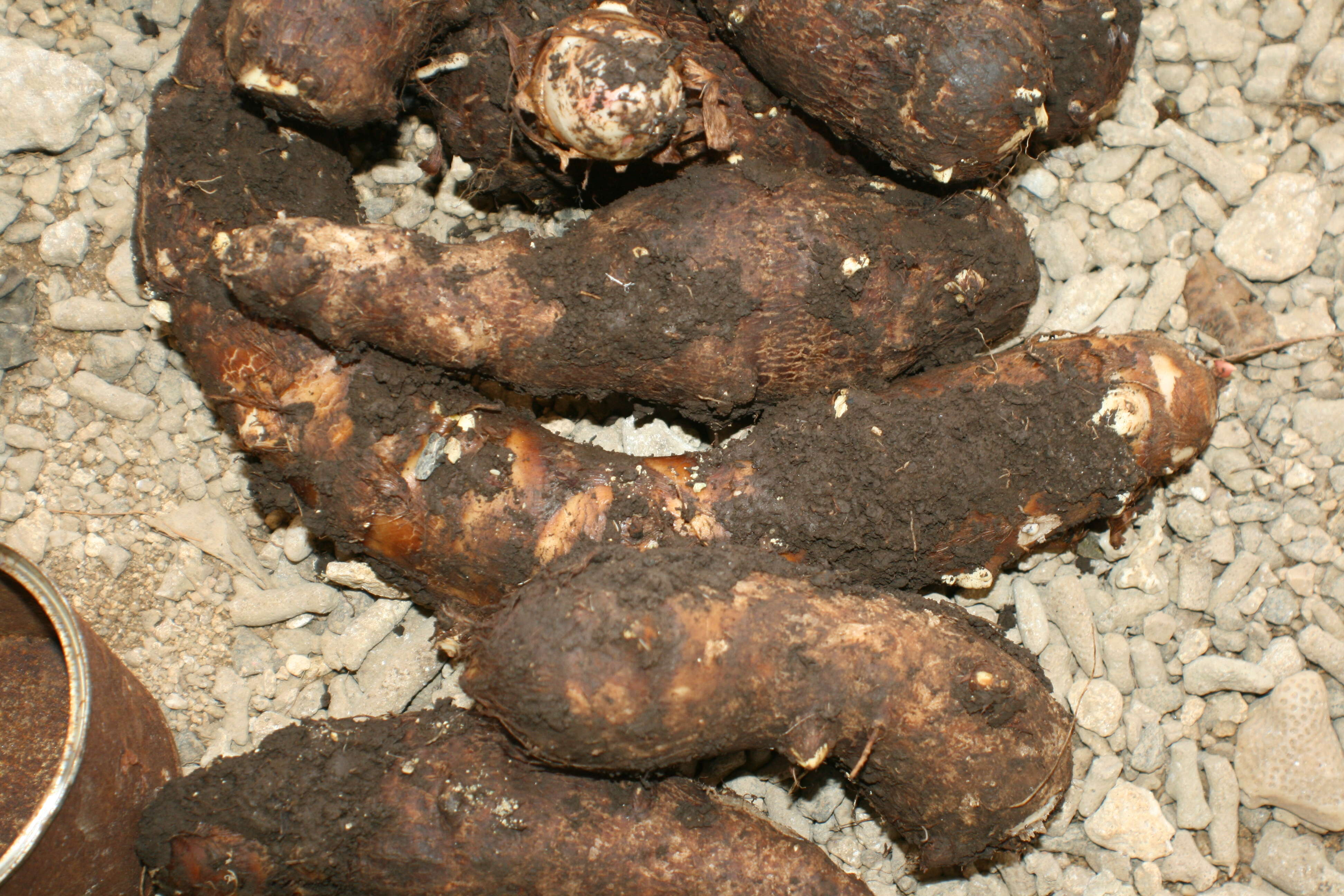 Image of cassava