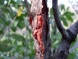 Image of Persoonia levis (Cav.) Domin