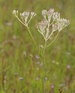 صورة Arnoglossum ovatum (Walt.) H. Rob.