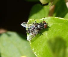 Image of flesh flies