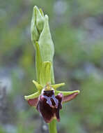 Image of Early spider orchid