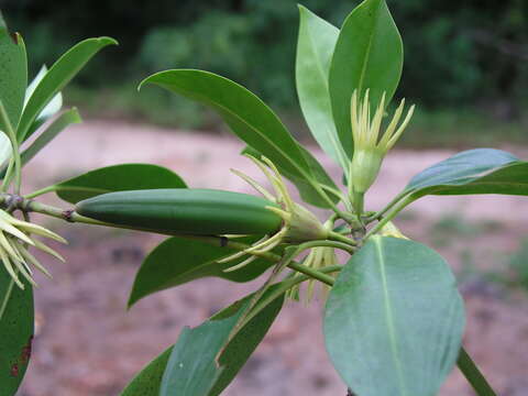 Image of Oriental mangrove