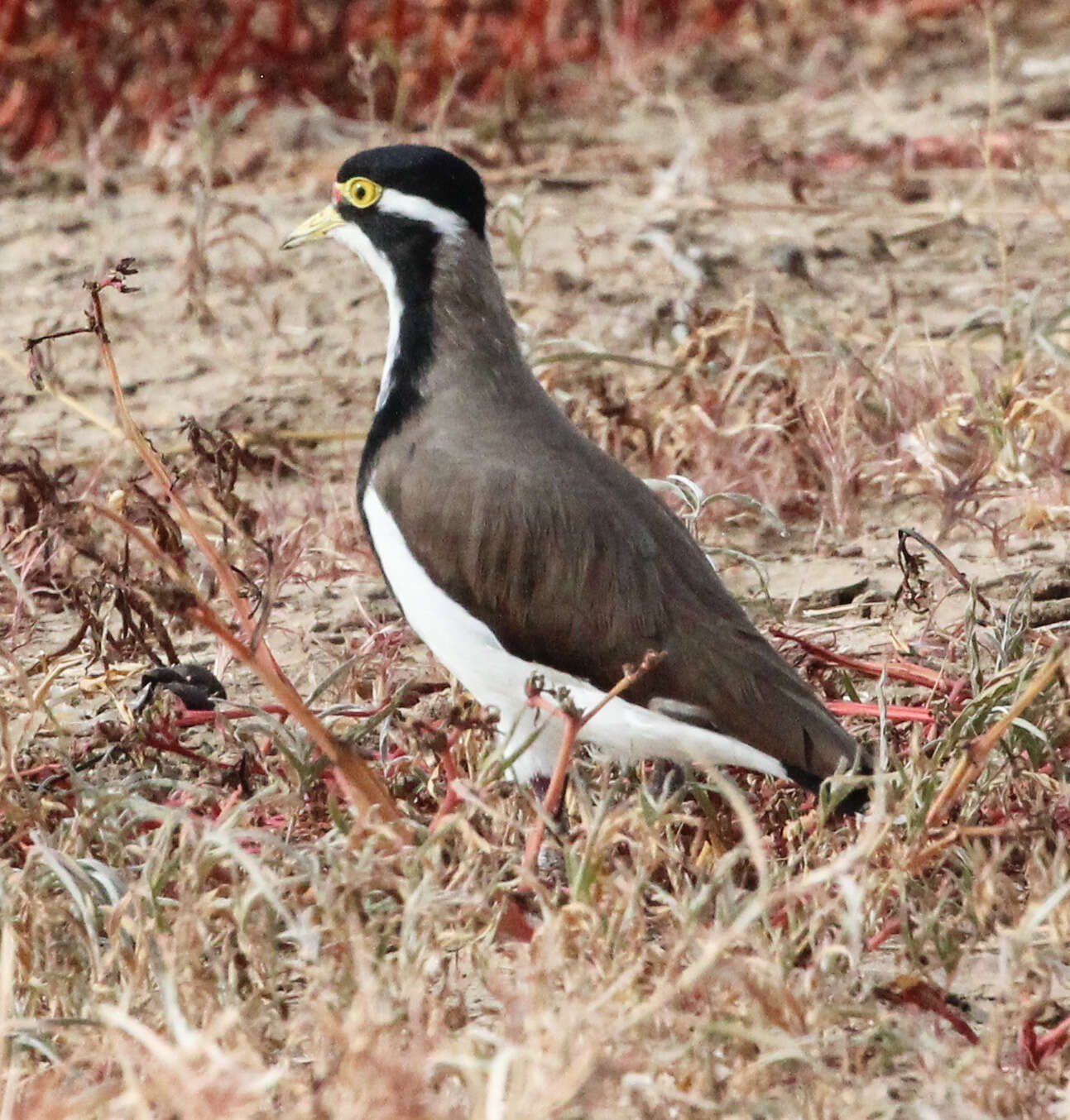 Image of plovers and relatives