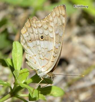 Anartia jatrophae saturata Staudinger 1888的圖片