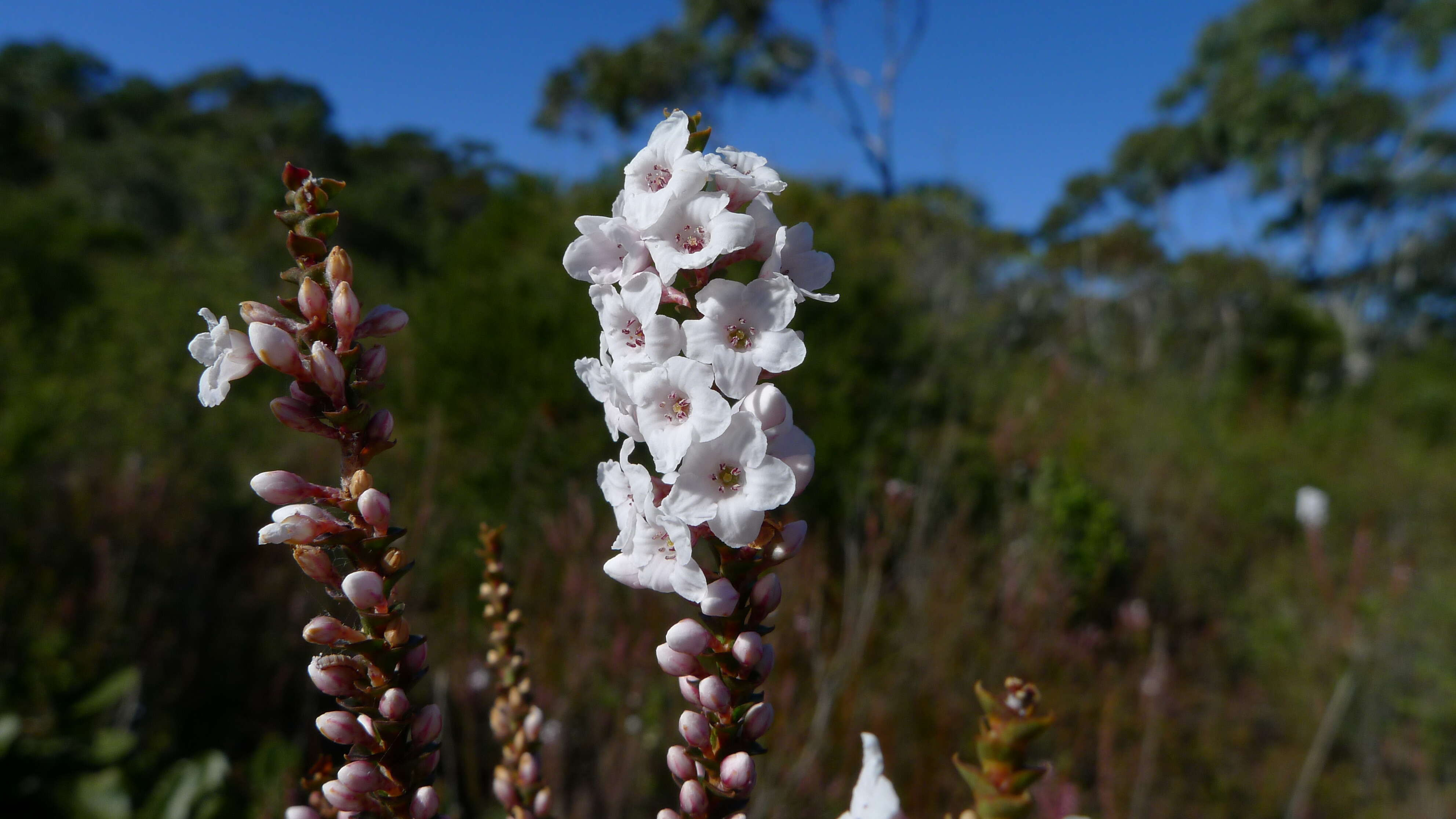 Sivun Epacris microphylla R. Br. kuva