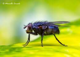 Image of blow flies