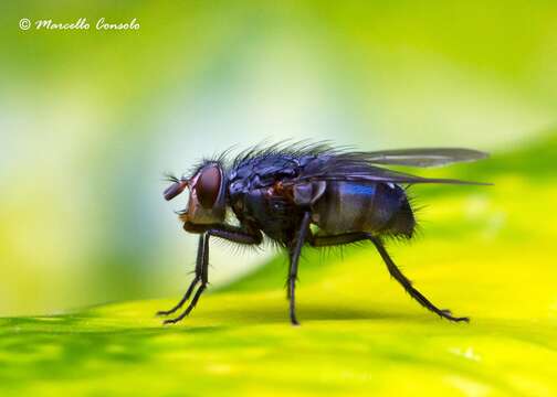 صورة Calliphora vicina Robineau-Desvoidy 1830