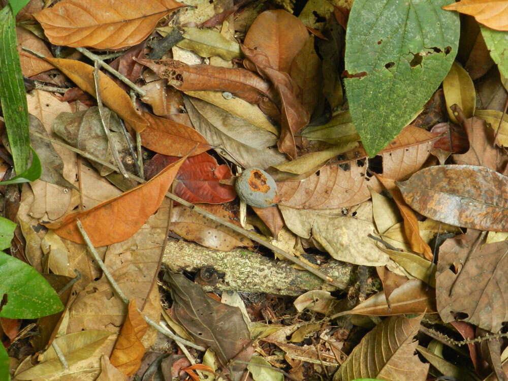 Слика од Symphonia globulifera L. fil.