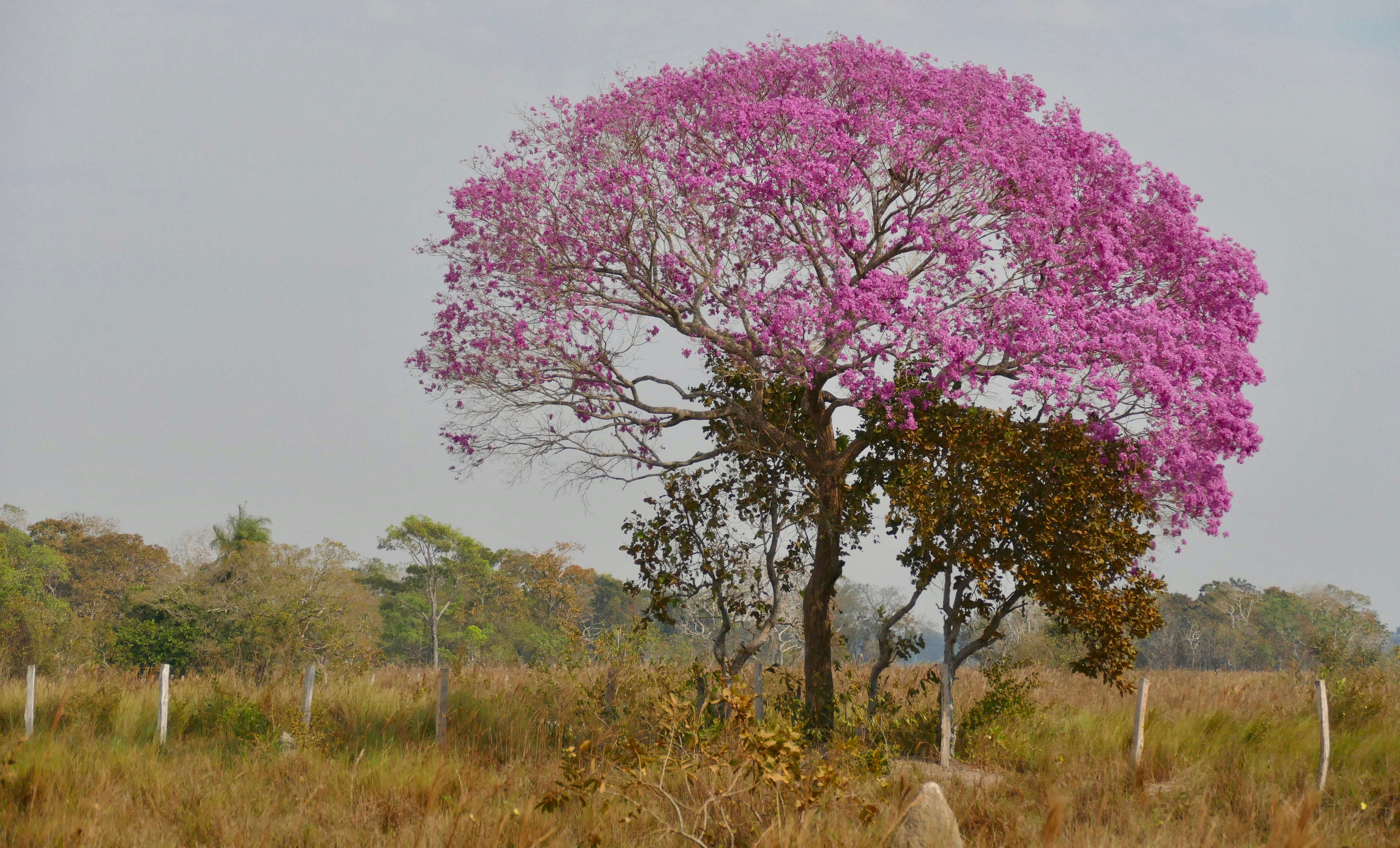 صورة Handroanthus heptaphyllus (Mart.) Mattos