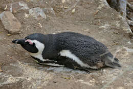 Image of African Penguin