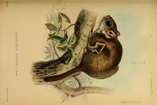 Image of scaly-tailed squirrel