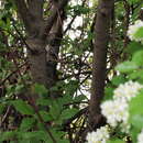 Image of Prunus padus padus