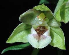 Image of Broad-leaved Helleborine