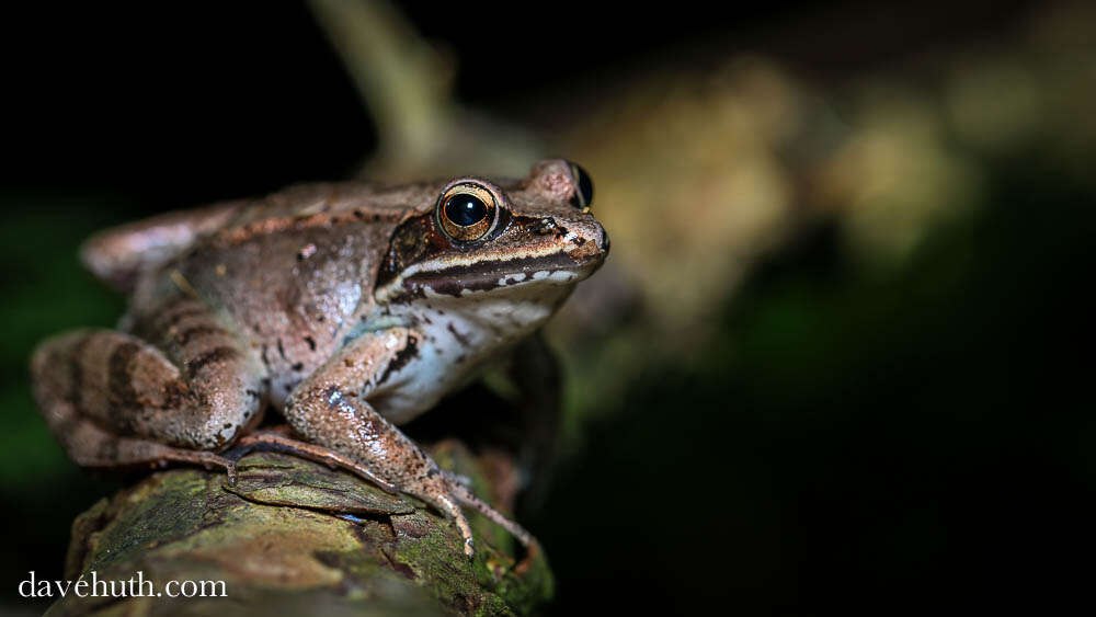 Image of Lithobates Fitzinger 1843