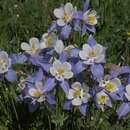 Image of Aquilegia coerulea coerulea